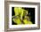 Apis Mellifera (Honey Bee) - Foraging and Covered with Pollen on Broom Flower-Paul Starosta-Framed Photographic Print