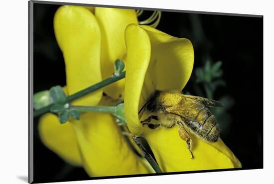 Apis Mellifera (Honey Bee) - Foraging and Covered with Pollen on Broom Flower-Paul Starosta-Mounted Photographic Print