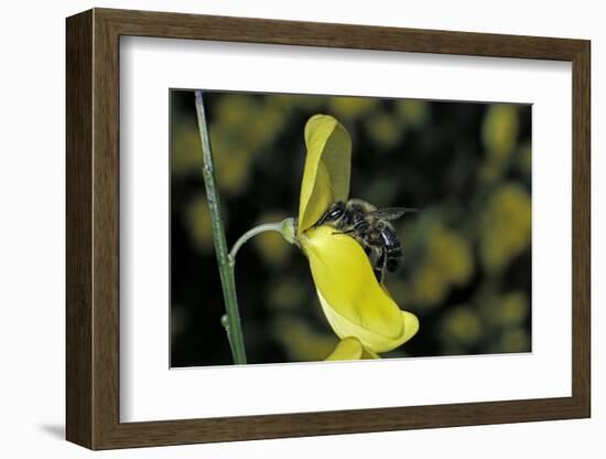 Apis Mellifera (Honey Bee) - Foraging on a Broom Flower-Paul Starosta-Framed Photographic Print