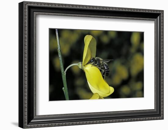 Apis Mellifera (Honey Bee) - Foraging on a Broom Flower-Paul Starosta-Framed Photographic Print