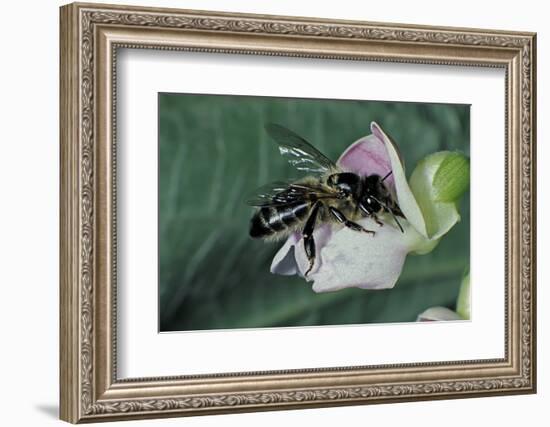 Apis Mellifera (Honey Bee) - Foraging on a Common Bean Flower-Paul Starosta-Framed Photographic Print