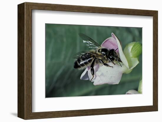 Apis Mellifera (Honey Bee) - Foraging on a Common Bean Flower-Paul Starosta-Framed Photographic Print