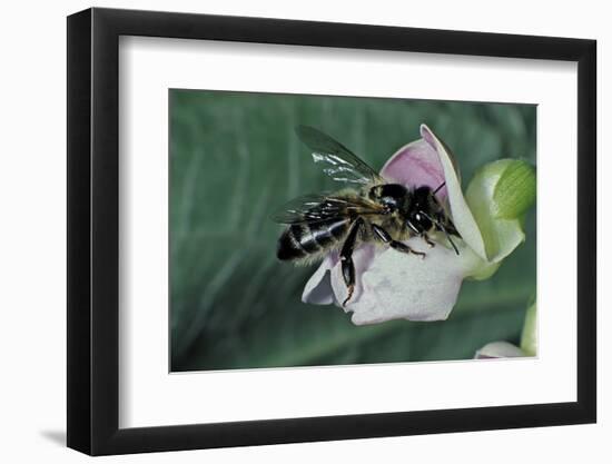 Apis Mellifera (Honey Bee) - Foraging on a Common Bean Flower-Paul Starosta-Framed Photographic Print