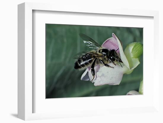 Apis Mellifera (Honey Bee) - Foraging on a Common Bean Flower-Paul Starosta-Framed Photographic Print