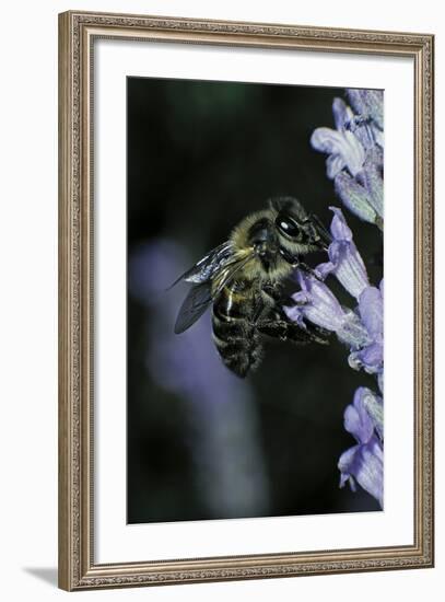 Apis Mellifera (Honey Bee) - Foraging on a Lavender Flower-Paul Starosta-Framed Photographic Print