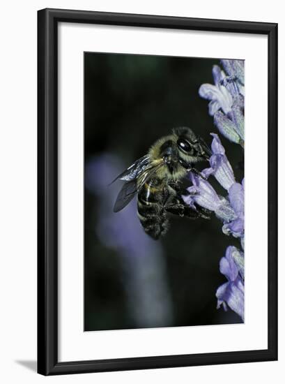 Apis Mellifera (Honey Bee) - Foraging on a Lavender Flower-Paul Starosta-Framed Photographic Print