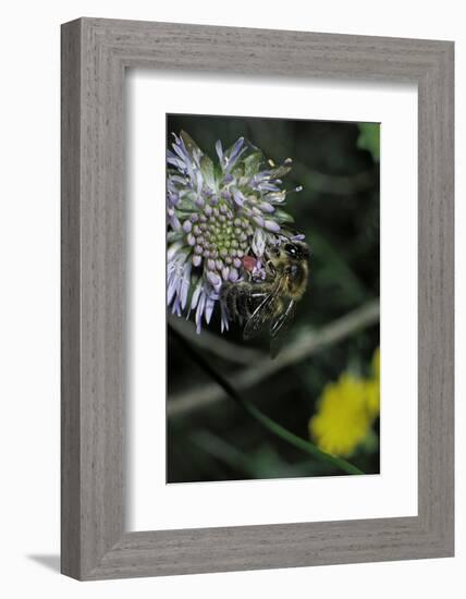 Apis Mellifera (Honey Bee) - Foraging on a Sheep's Bit Flower-Paul Starosta-Framed Photographic Print