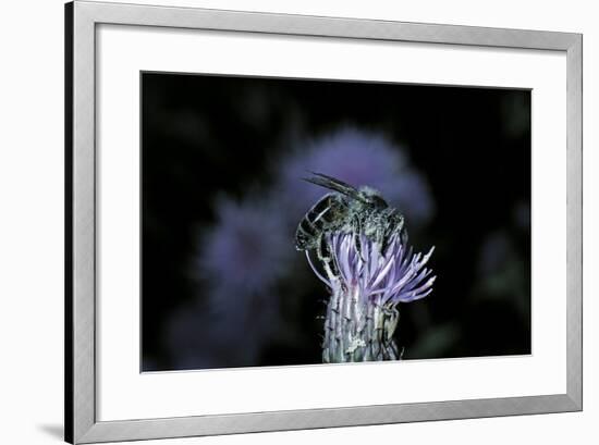 Apis Mellifera (Honey Bee) - Foraging on a Thistle Flower-Paul Starosta-Framed Photographic Print