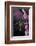 Apis Mellifera (Honey Bee) - Foraging on Bell Heather Flowers-Paul Starosta-Framed Photographic Print