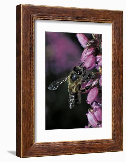 Apis Mellifera (Honey Bee) - Foraging on Bell Heather Flowers-Paul Starosta-Framed Photographic Print