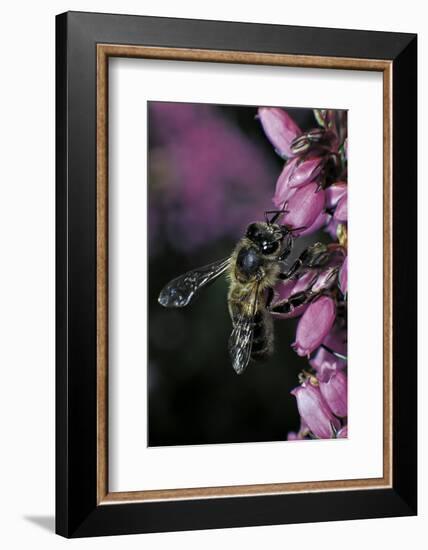 Apis Mellifera (Honey Bee) - Foraging on Bell Heather Flowers-Paul Starosta-Framed Photographic Print