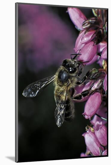 Apis Mellifera (Honey Bee) - Foraging on Bell Heather Flowers-Paul Starosta-Mounted Photographic Print