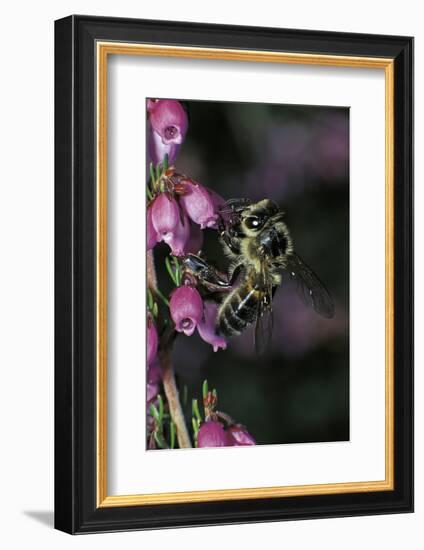 Apis Mellifera (Honey Bee) - Foraging on Bell Heather Flowers-Paul Starosta-Framed Photographic Print