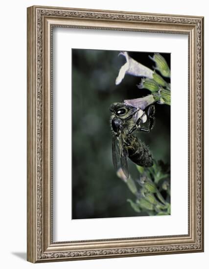 Apis Mellifera (Honey Bee) - Foraging on Calamint Flowers-Paul Starosta-Framed Photographic Print