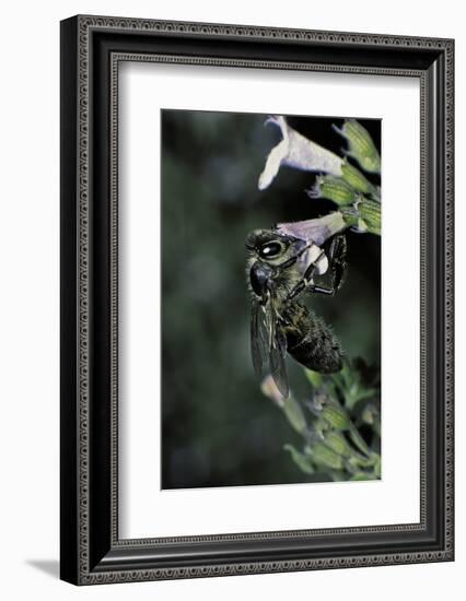 Apis Mellifera (Honey Bee) - Foraging on Calamint Flowers-Paul Starosta-Framed Photographic Print