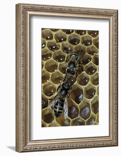 Apis Mellifera (Honey Bee) - Trophallaxis (Mouth-To-Mouth)-Paul Starosta-Framed Photographic Print