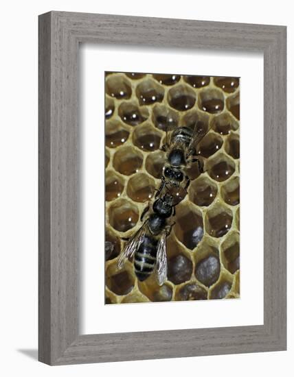 Apis Mellifera (Honey Bee) - Trophallaxis (Mouth-To-Mouth)-Paul Starosta-Framed Photographic Print