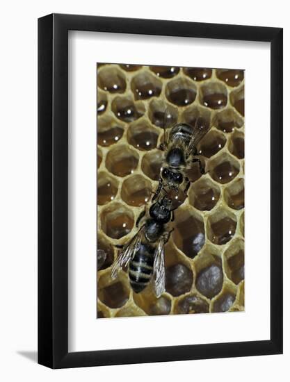 Apis Mellifera (Honey Bee) - Trophallaxis (Mouth-To-Mouth)-Paul Starosta-Framed Photographic Print