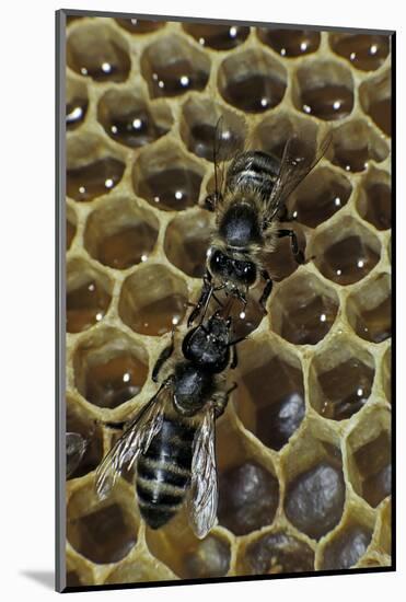 Apis Mellifera (Honey Bee) - Trophallaxis (Mouth-To-Mouth)-Paul Starosta-Mounted Photographic Print