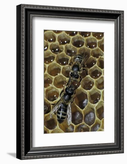 Apis Mellifera (Honey Bee) - Trophallaxis (Mouth-To-Mouth)-Paul Starosta-Framed Photographic Print