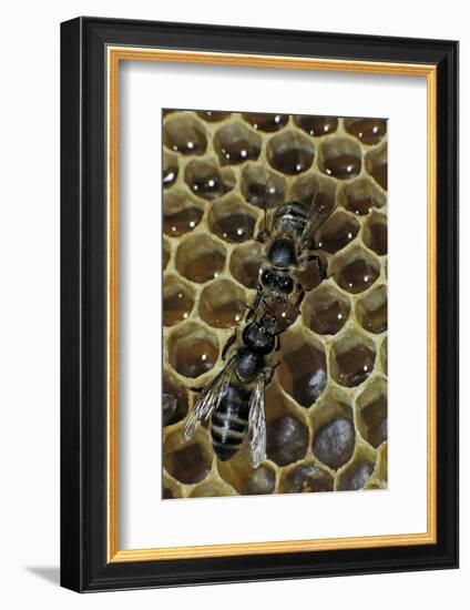 Apis Mellifera (Honey Bee) - Trophallaxis (Mouth-To-Mouth)-Paul Starosta-Framed Photographic Print