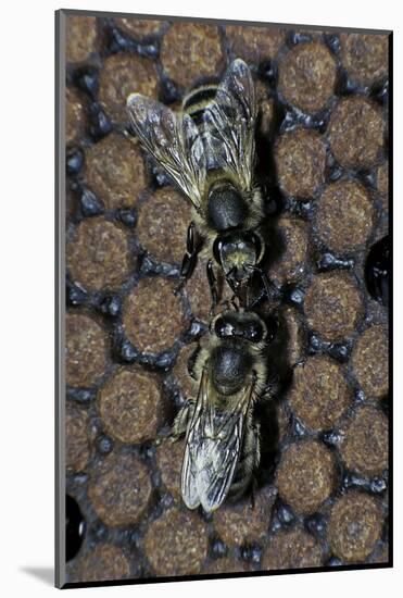 Apis Mellifera (Honey Bee) - Trophallaxis (Mouth-To-Mouth)-Paul Starosta-Mounted Photographic Print