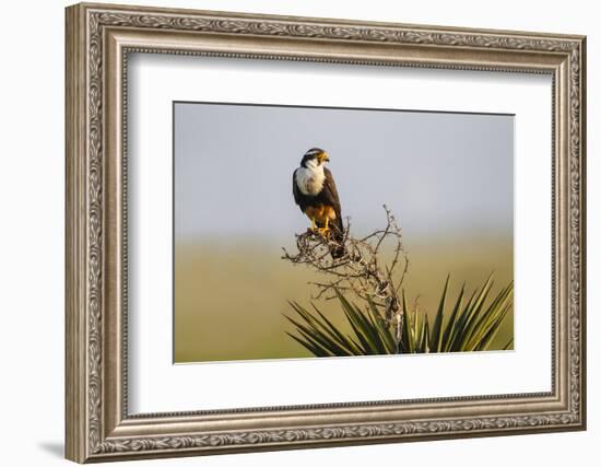 Aplomado Falcon (Falco Femoralis) Adult Landing on Yucca-Larry Ditto-Framed Photographic Print