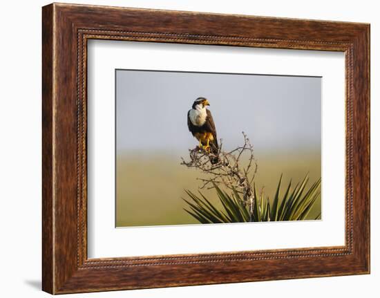 Aplomado Falcon (Falco Femoralis) Adult Landing on Yucca-Larry Ditto-Framed Photographic Print