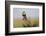 Aplomado Falcon (Falco Femoralis) Adult Landing on Yucca-Larry Ditto-Framed Photographic Print