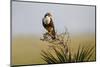 Aplomado Falcon (Falco Femoralis) Adult Landing on Yucca-Larry Ditto-Mounted Photographic Print