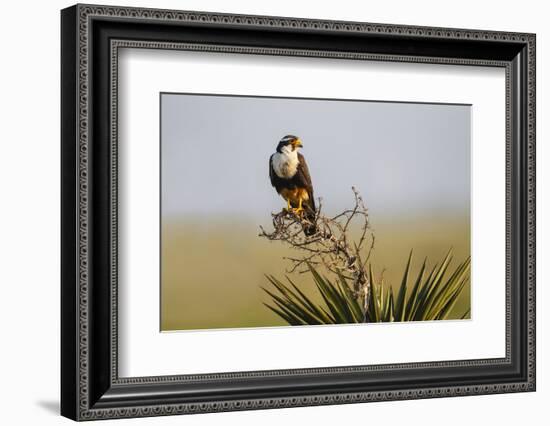 Aplomado Falcon (Falco Femoralis) Adult Landing on Yucca-Larry Ditto-Framed Photographic Print