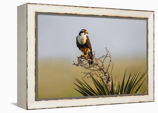 Aplomado Falcon (Falco Femoralis) Adult Landing on Yucca-Larry Ditto-Framed Premier Image Canvas