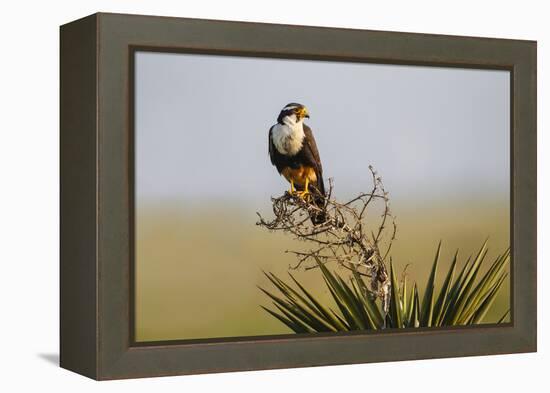 Aplomado Falcon (Falco Femoralis) Adult Landing on Yucca-Larry Ditto-Framed Premier Image Canvas