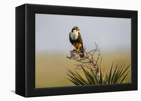 Aplomado Falcon (Falco Femoralis) Adult Landing on Yucca-Larry Ditto-Framed Premier Image Canvas