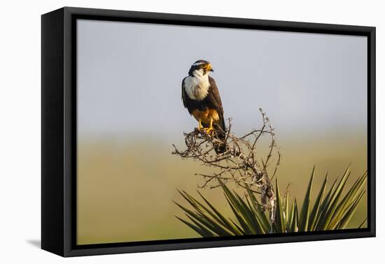 Aplomado Falcon (Falco Femoralis) Adult Landing on Yucca-Larry Ditto-Framed Premier Image Canvas