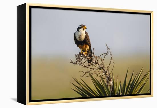 Aplomado Falcon (Falco Femoralis) Adult Landing on Yucca-Larry Ditto-Framed Premier Image Canvas