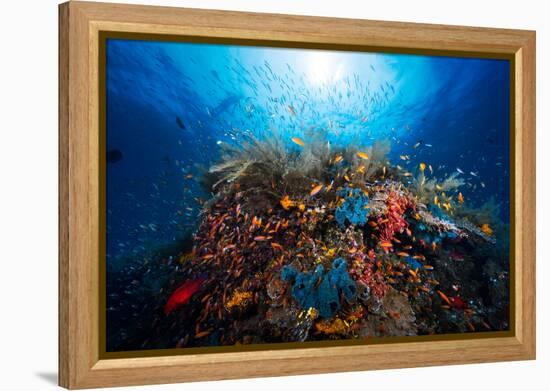 Apnea-Barathieu Gabriel-Framed Premier Image Canvas