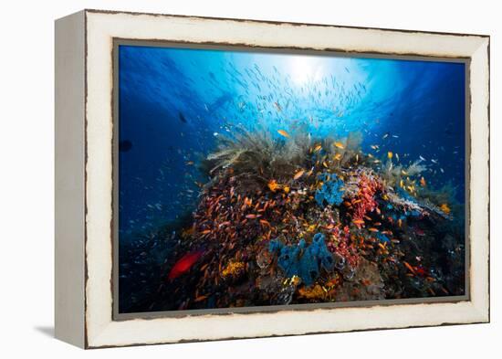 Apnea-Barathieu Gabriel-Framed Premier Image Canvas