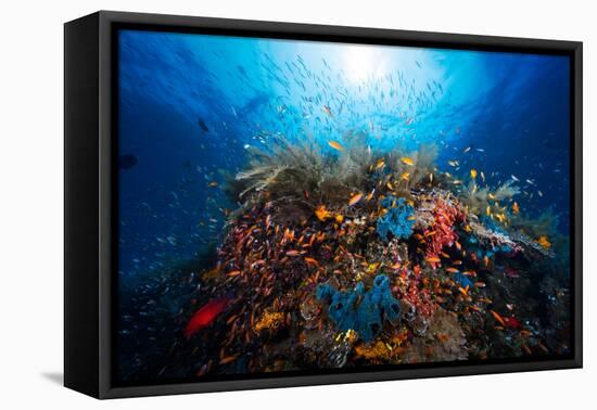 Apnea-Barathieu Gabriel-Framed Premier Image Canvas