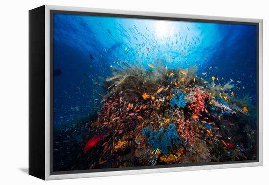 Apnea-Barathieu Gabriel-Framed Premier Image Canvas