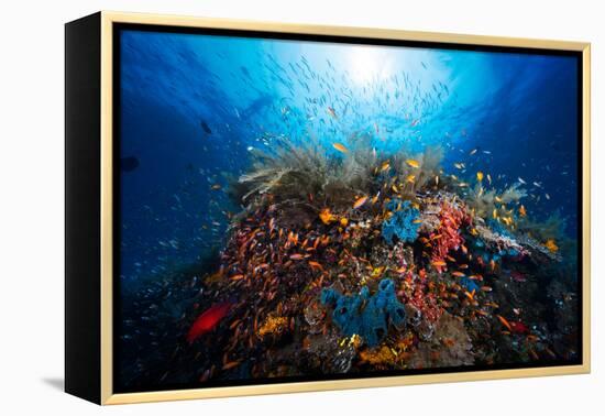 Apnea-Barathieu Gabriel-Framed Premier Image Canvas