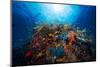 Apnea-Barathieu Gabriel-Mounted Photographic Print