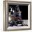 Apollo 12 Astronaut Alan Bean Starts Down Ladder of Lunar Module 'Intrepid'-null-Framed Photo