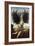 Apollo and Daphne-Antonio Del Pollaiuolo-Framed Giclee Print