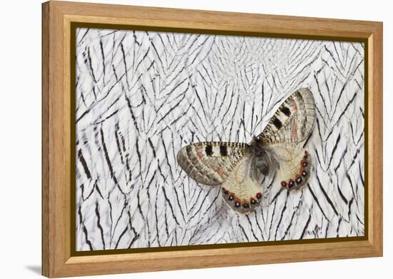 Apollo Butterfly on Silver Pheasant Feather Pattern-Darrell Gulin-Framed Premier Image Canvas