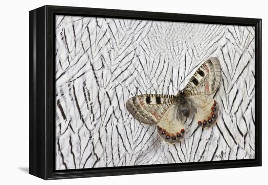 Apollo Butterfly on Silver Pheasant Feather Pattern-Darrell Gulin-Framed Premier Image Canvas