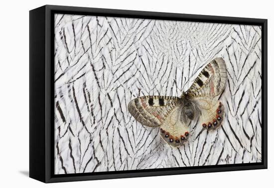 Apollo Butterfly on Silver Pheasant Feather Pattern-Darrell Gulin-Framed Premier Image Canvas