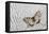 Apollo Butterfly on Silver Pheasant Feather Pattern-Darrell Gulin-Framed Premier Image Canvas