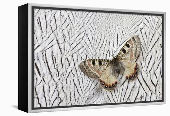 Apollo Butterfly on Silver Pheasant Feather Pattern-Darrell Gulin-Framed Premier Image Canvas