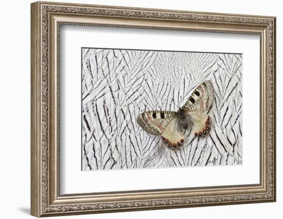 Apollo Butterfly on Silver Pheasant Feather Pattern-Darrell Gulin-Framed Photographic Print